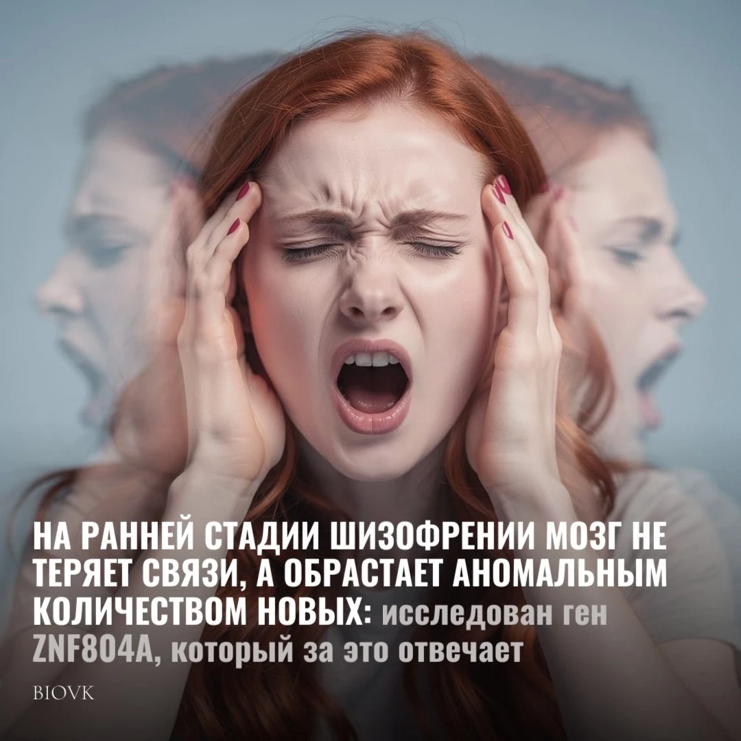 Долгое время психиатры считали, что при шизофрении главная проблема состоит в том, что нейроны пацие