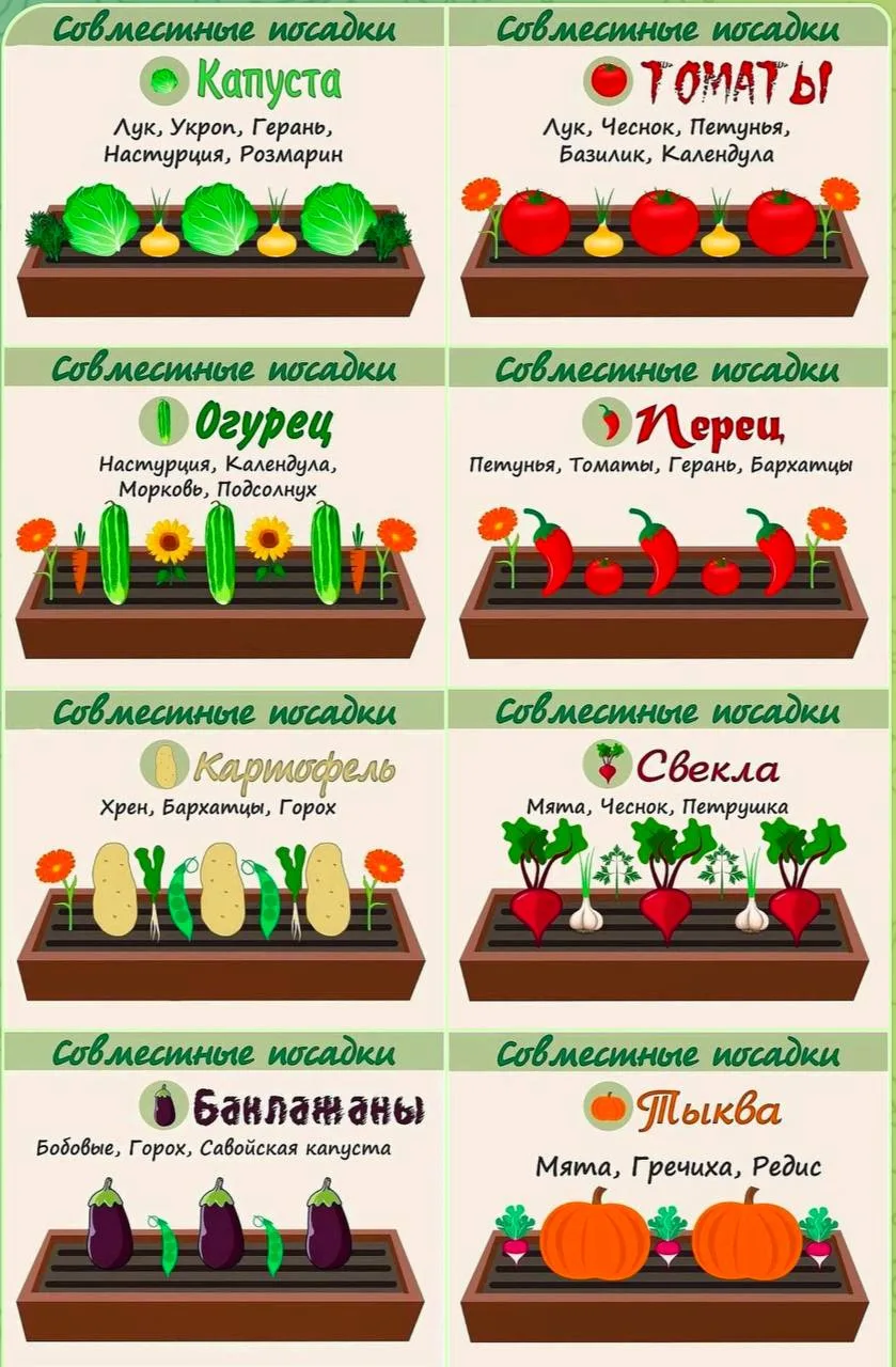 Совместные посадки — удачное соседство овощей 🌿

Подберите соседей с умом — и урожай порадует щедро