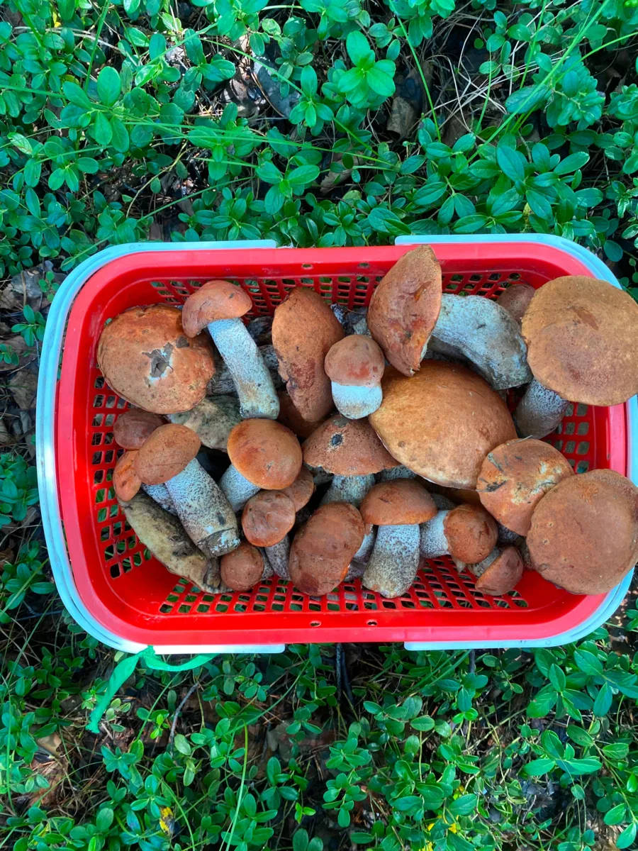 Красноголовиковое счастье или дары амурской тайги 🍄‍🟫😍

Вот таких красавчиков собирают в поселк