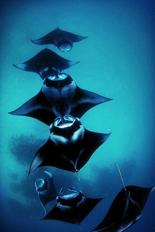 Манты в Египте🥟

Мы про скатов, а вы о чем подумали?🐠

🐠Манты — крупнейшие представители семейств