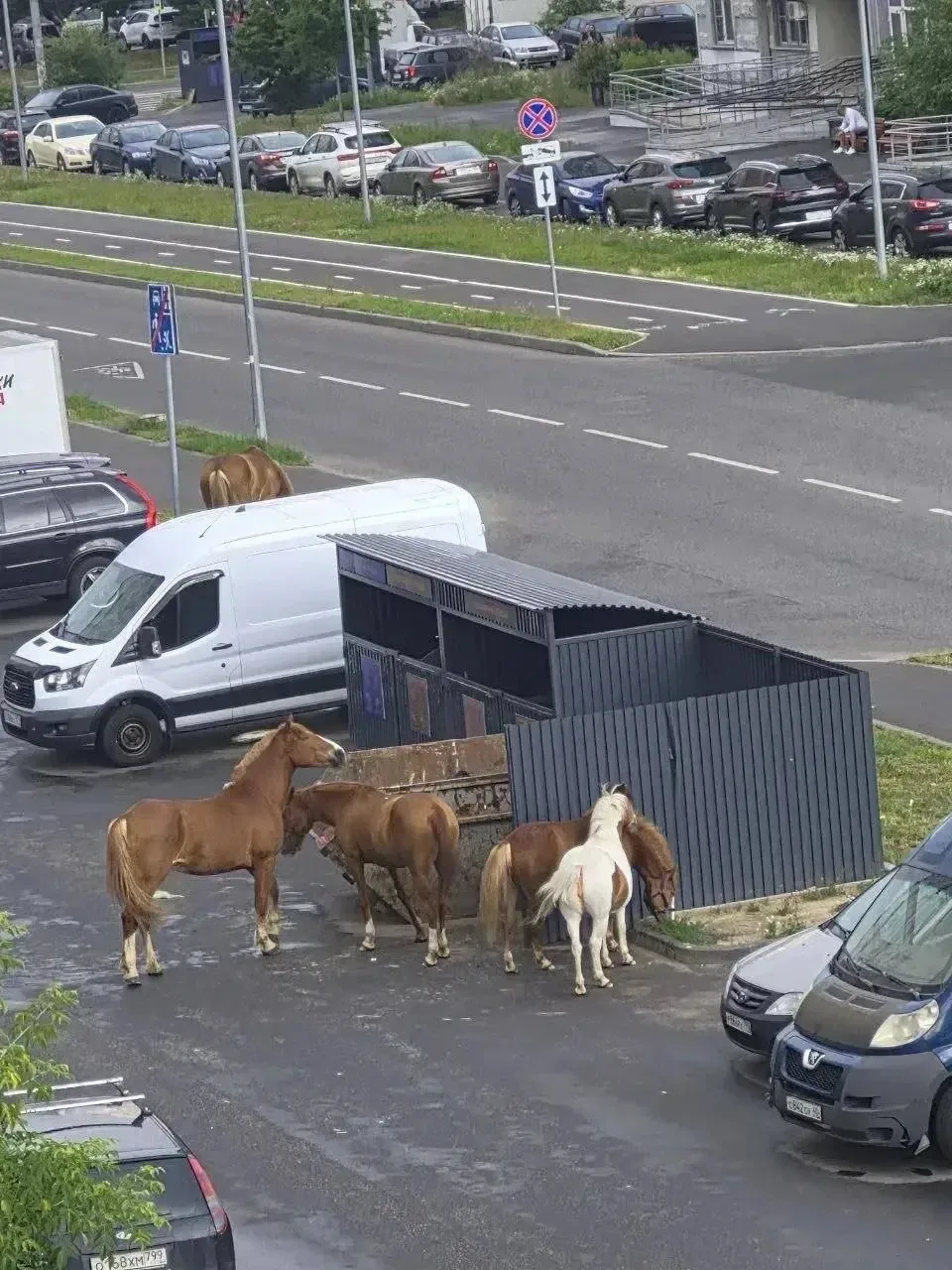 😁 По улицам Новой Москвы уже неделю гуляет табун лошадей

Животные свободно передвигаются по микрор