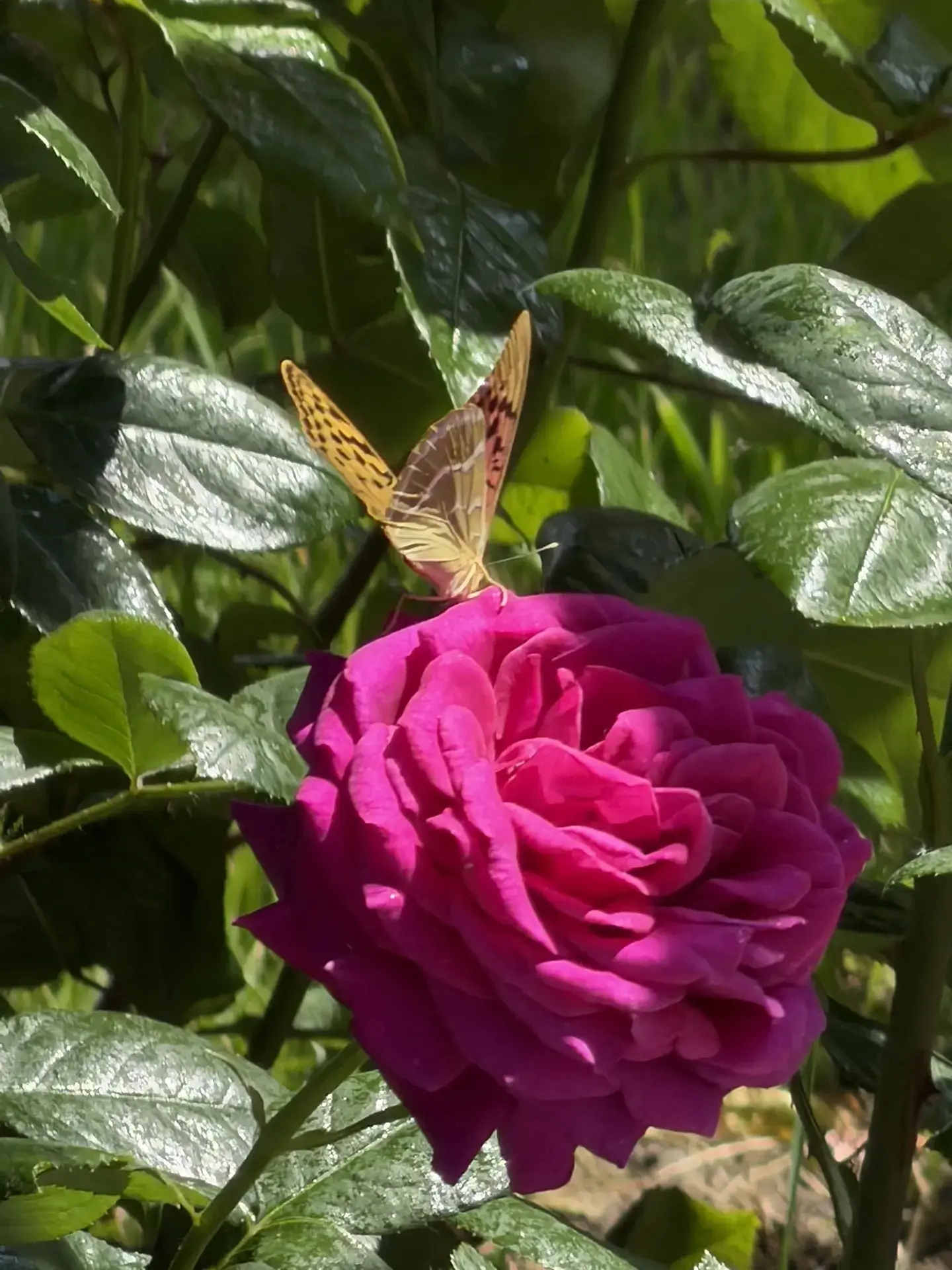 🌹 Большое человеческое спасибо! 🌹
Есть вещи, которые невозможно измерить цифрами. Их можно увидеть