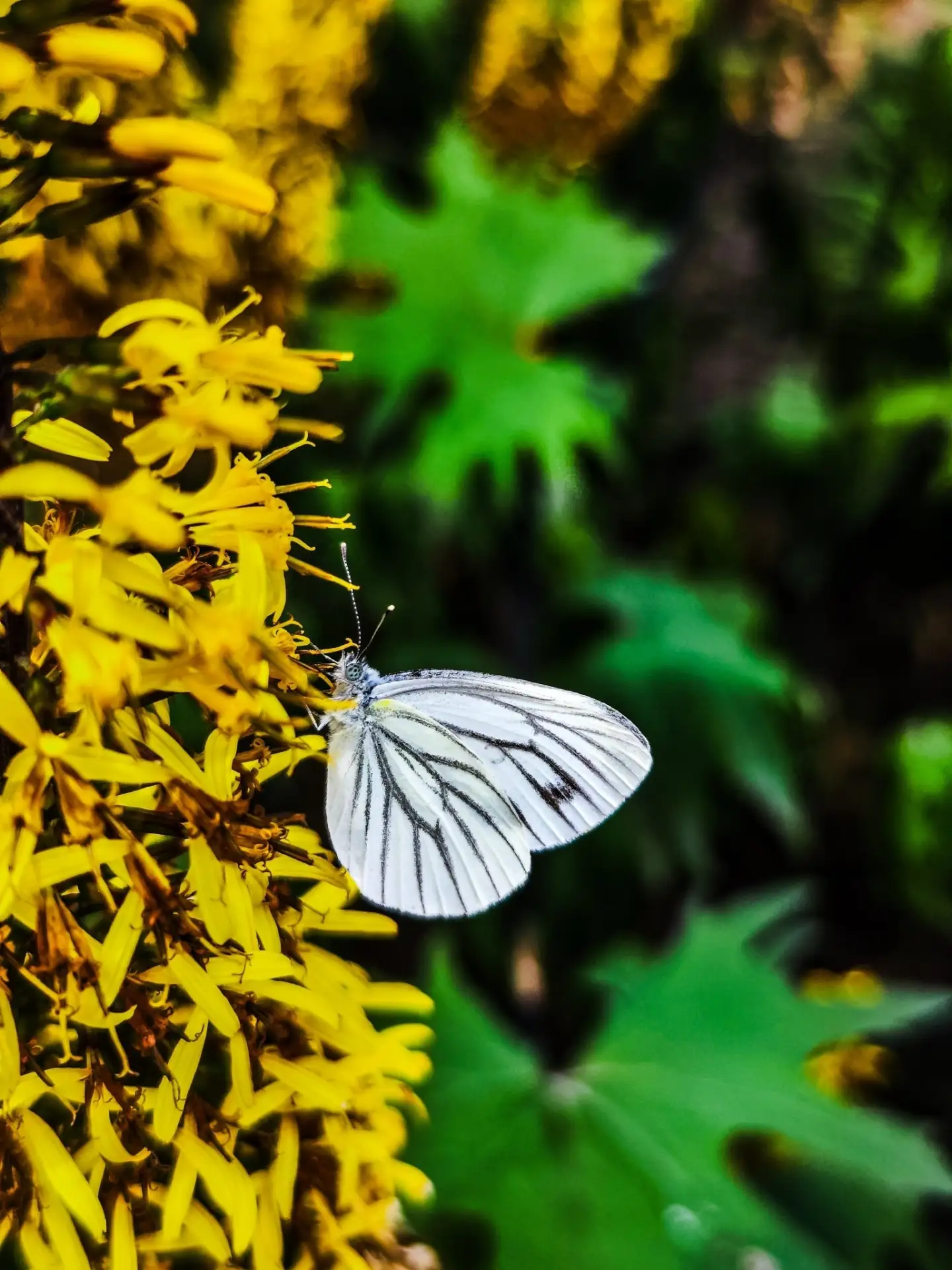 Прекрасные бабочки 🦋 в парке Гагарин 
Автор: 📸 @Sakhalin65_Ostrov

 Подпишись на Южно-Сахалинск📲