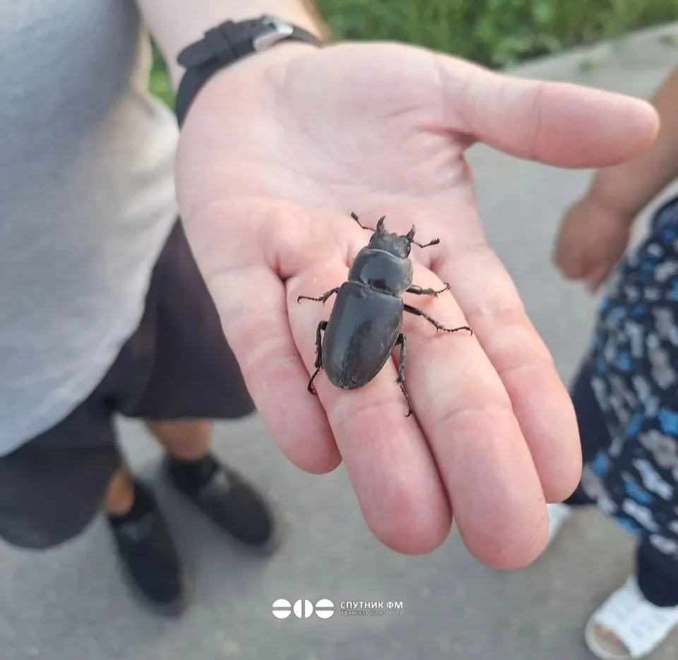 Летние зарисовки от подписчиков

Жук-олень в городе, селезень на озере. 
А какие интересные кадры эт