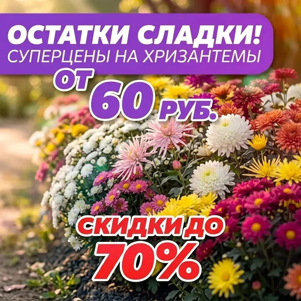 ⏳ Последние экземпляры: хризантемы из нашего питомника от 60 руб. 🌸

Ажиотаж вокруг нашей коллекции