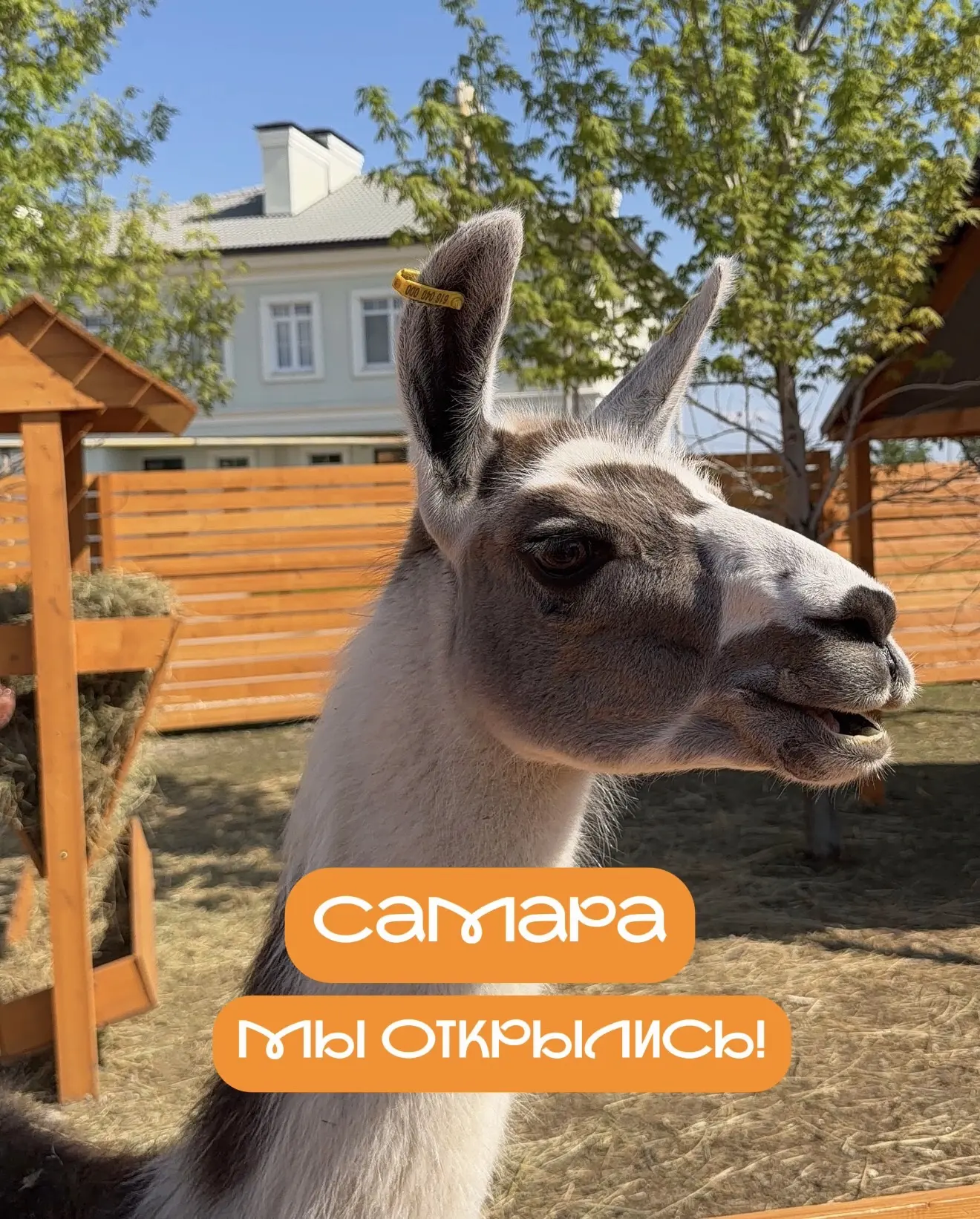 СРОЧНЫЕ И ОЧЕНЬ ПУШИСТЫЕ НОВОСТИ🦙🧡

Сегодня в Самаре стало на одно уютное место больше – мы открыл
