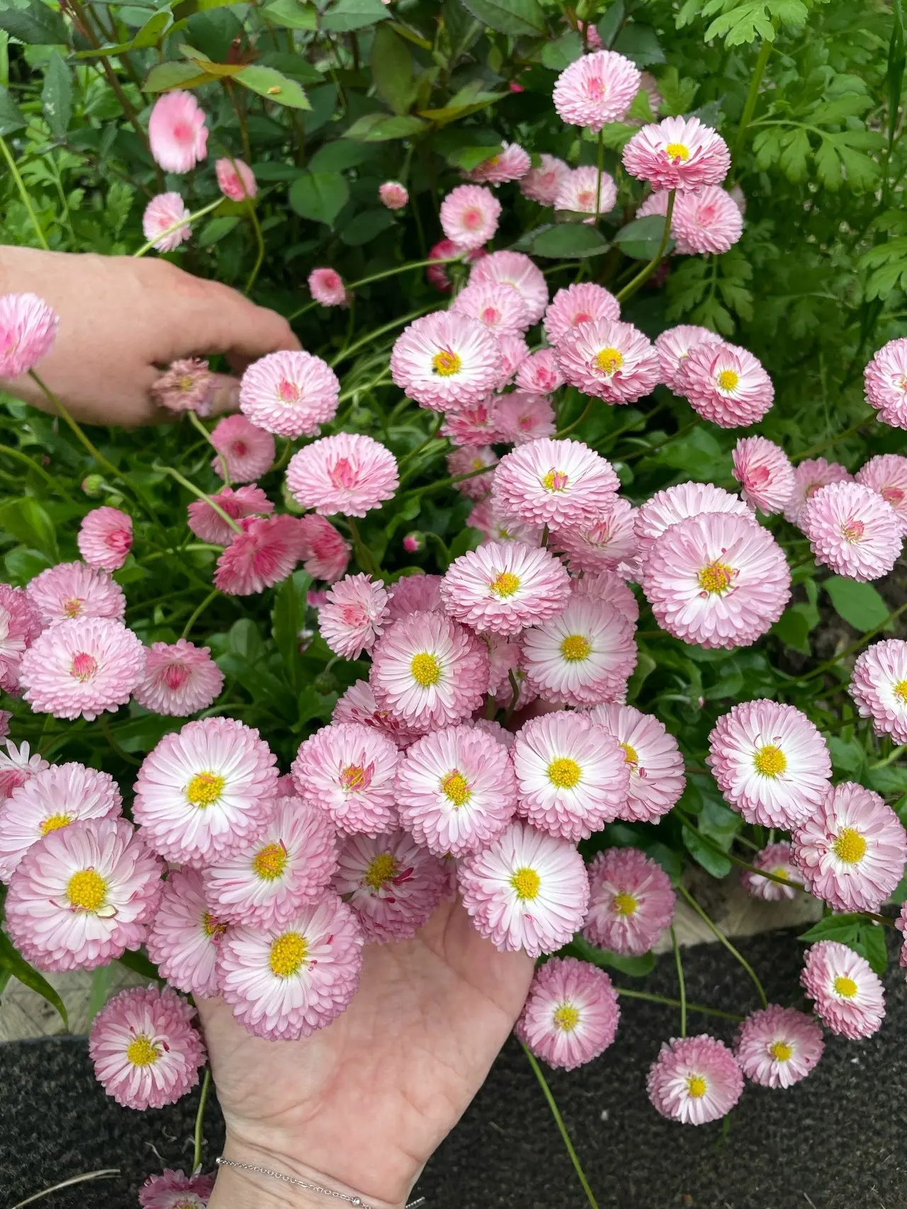 🌸 Посмотрите, какие чудесные маргаритки вырастила наша зрительница Татьяна Харитонова из г. Звениго