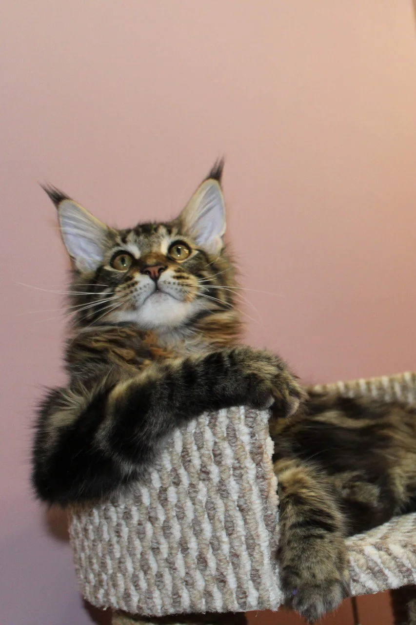 А кто это такой милашка?! 😍 Котик Лучик, когда был ещё котёнком 😻
