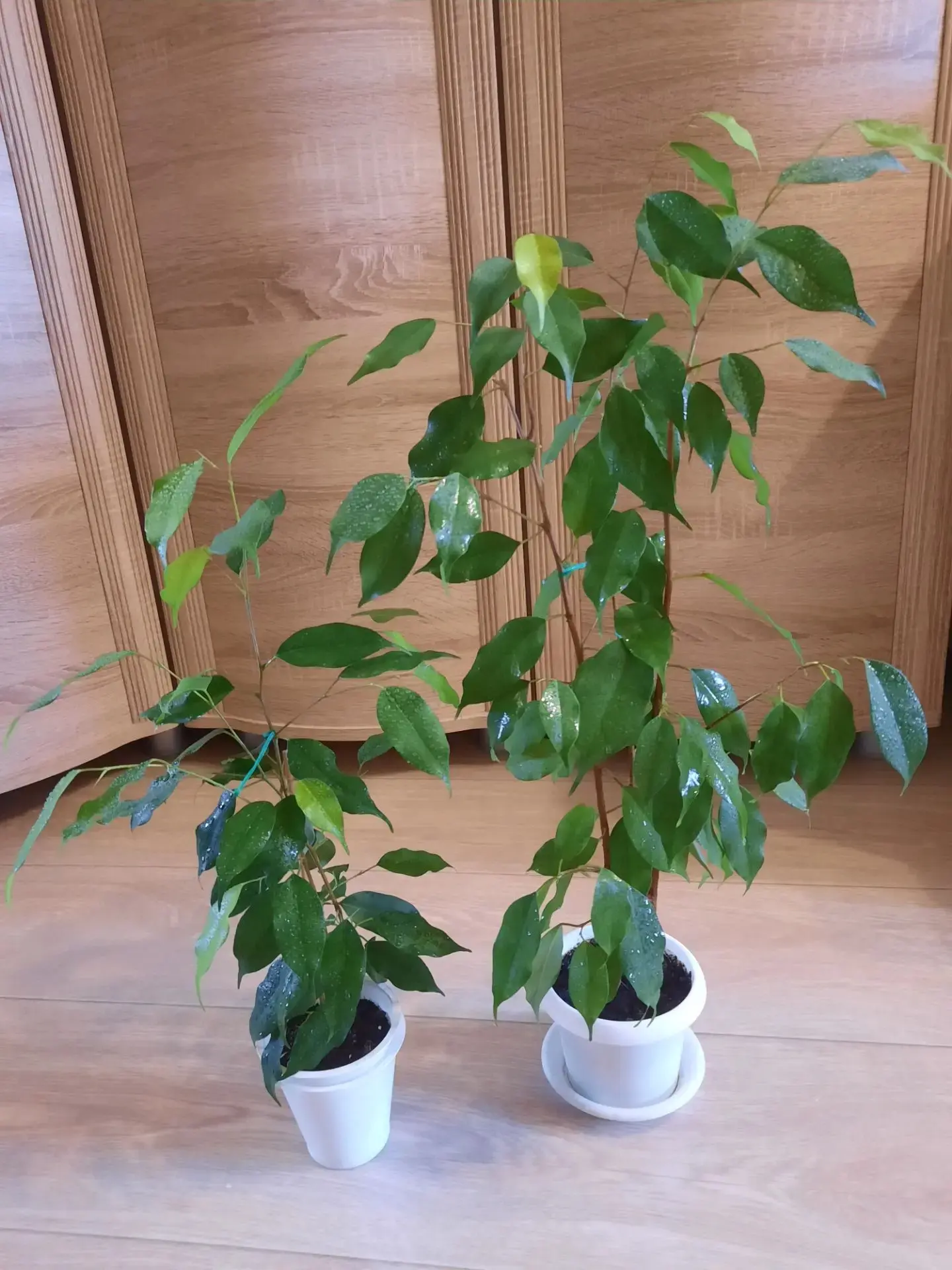 Фикусы по 300р.  Высота 60 и 50 см. Пр.Дзержинского 89228783078