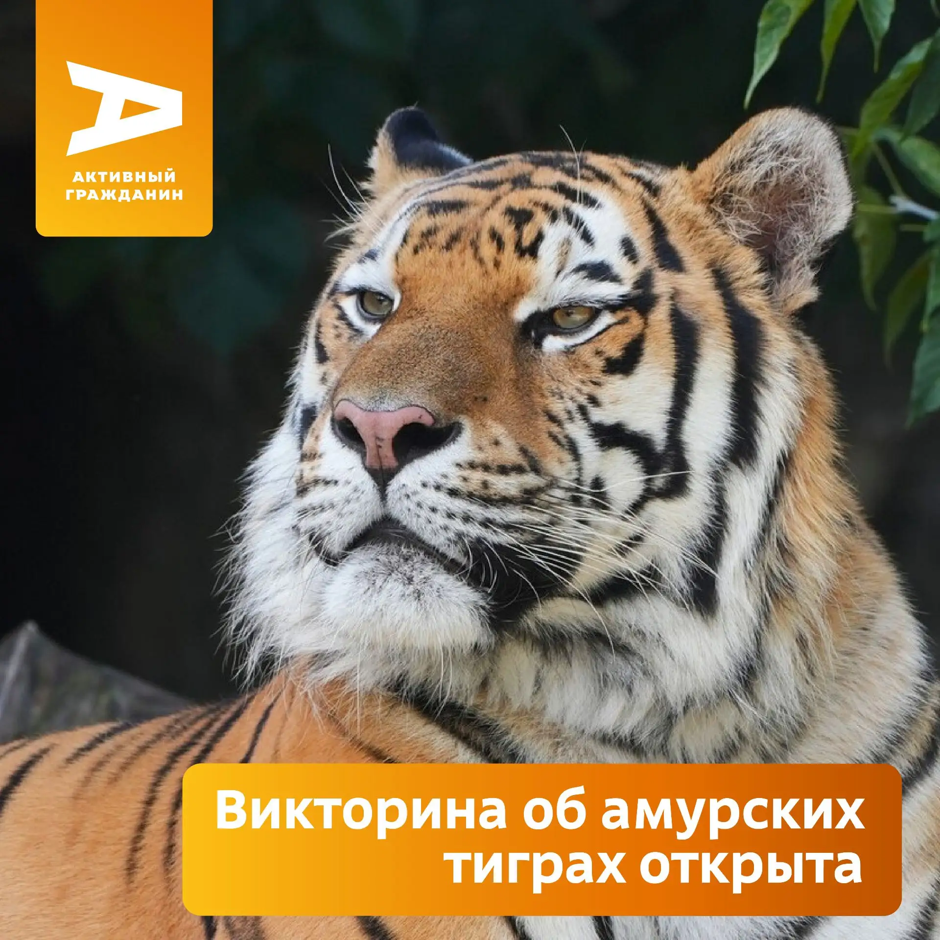 🐯 Знаете ли вы, зачем амурскому тигру белые пятна на ушах? И в каких ситуациях он подаёт голос чаще