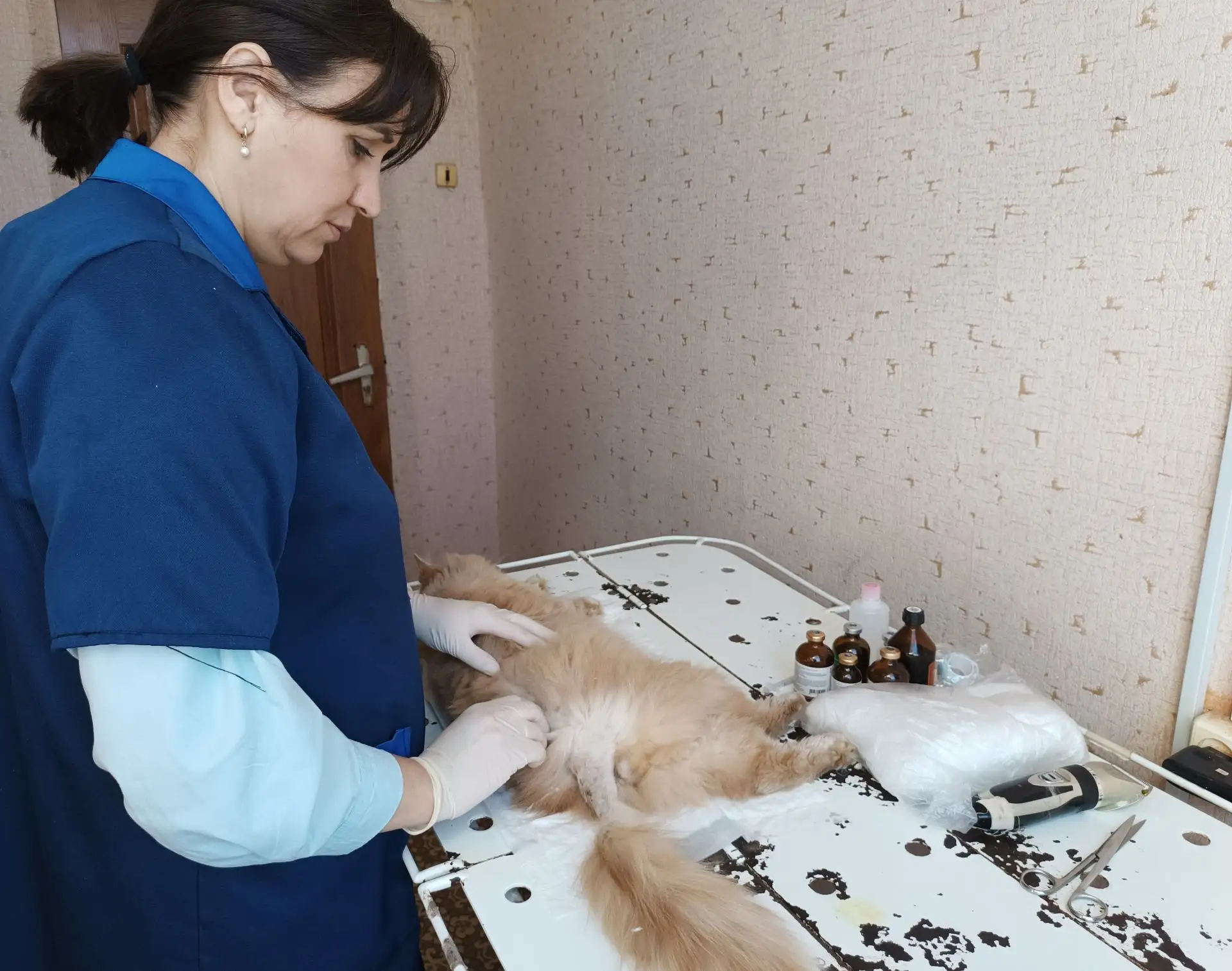 На прием в ветеринарную станцию ОГУ «Фёдоровская рай СББЖ» обратился владелец кота по кличке Рыжик в