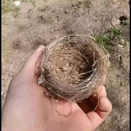 Птицы в районах СВО вьют гнезда. Из оптоволокна