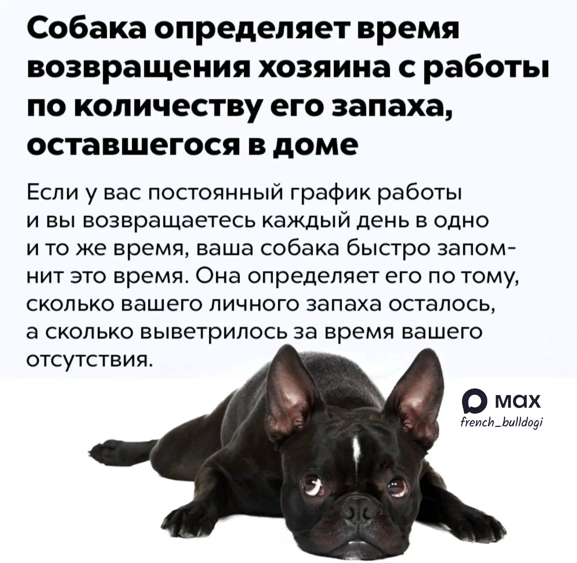 Интересные факты! ✅

🔥Французский бульдог в MAX