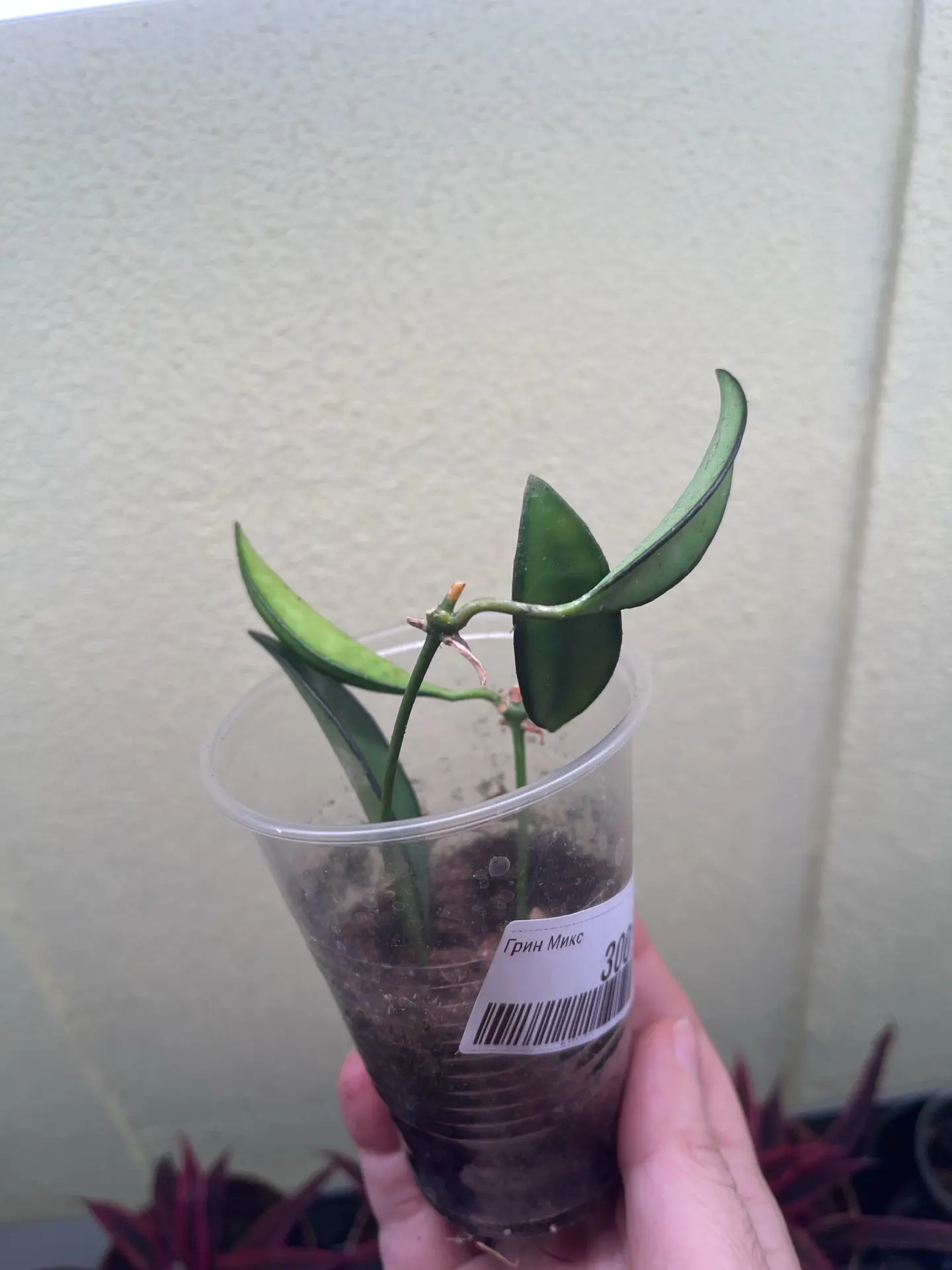 Hoya Wayetii 300р