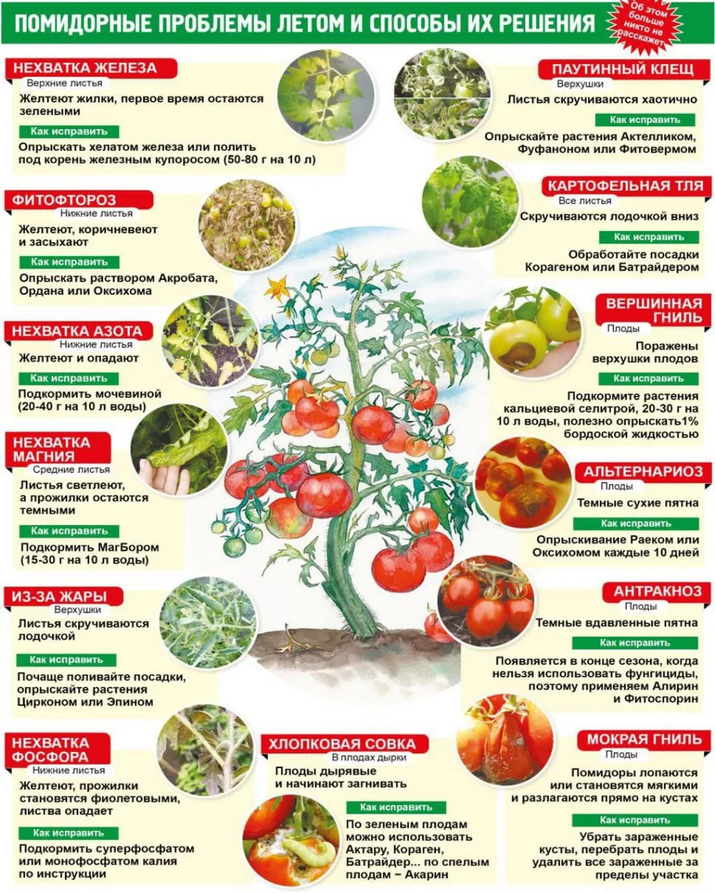 Помидорные проблемы летом и способы их решения 🍅