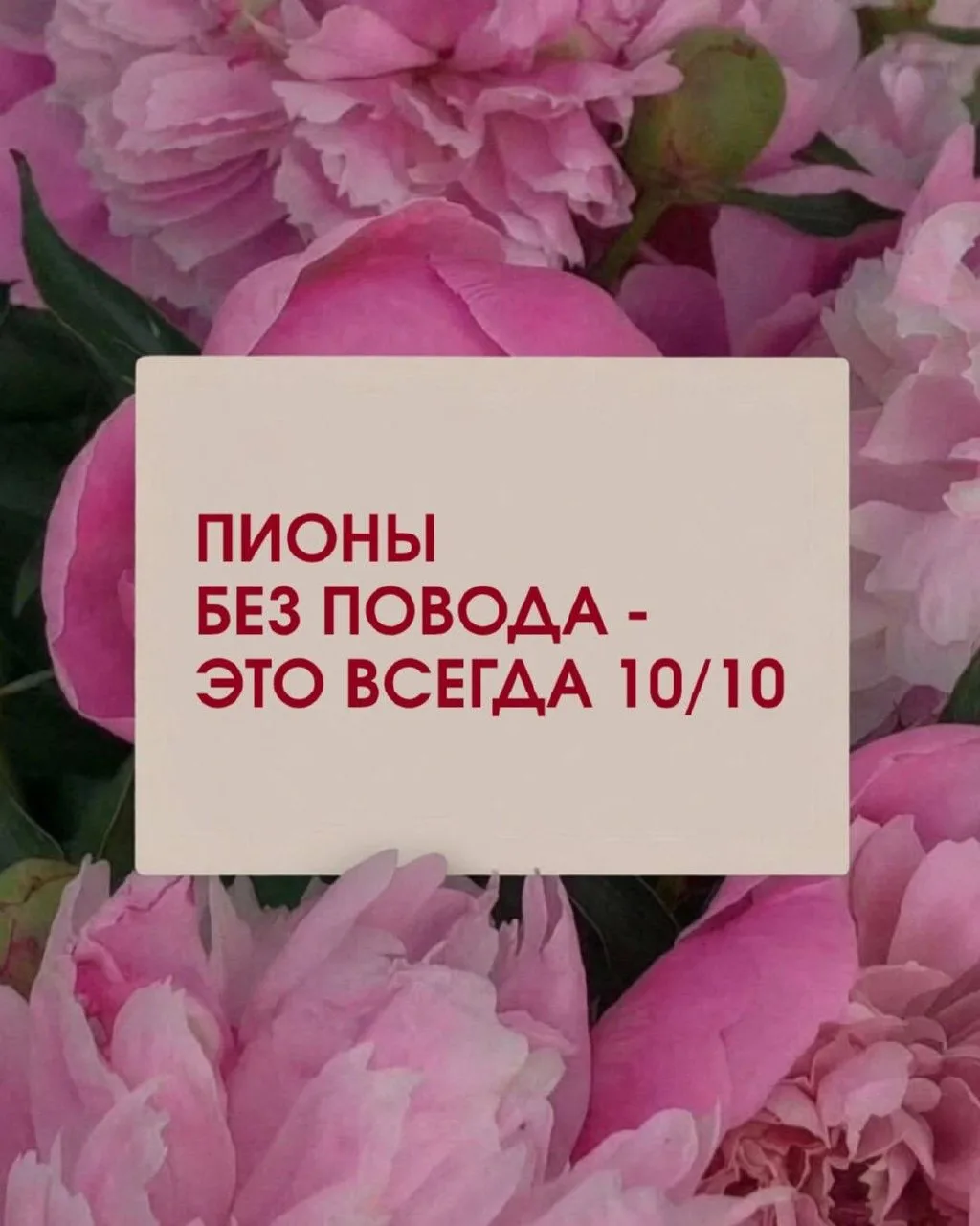 Сезон пионов скоро закончится, а это значит, что осталось мало времени, чтобы успеть заказать те сам