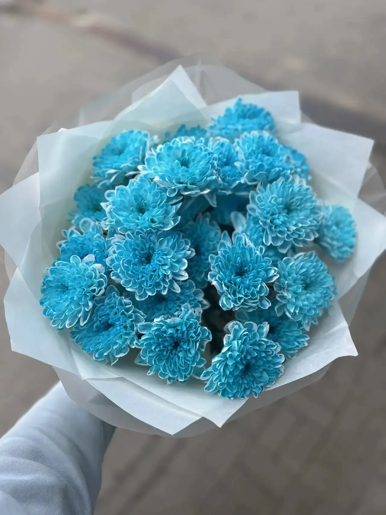 Воздушные хризантемы 🩵

2650₽💫

📍«Про100цветы»
     ул.Губкина 21-В