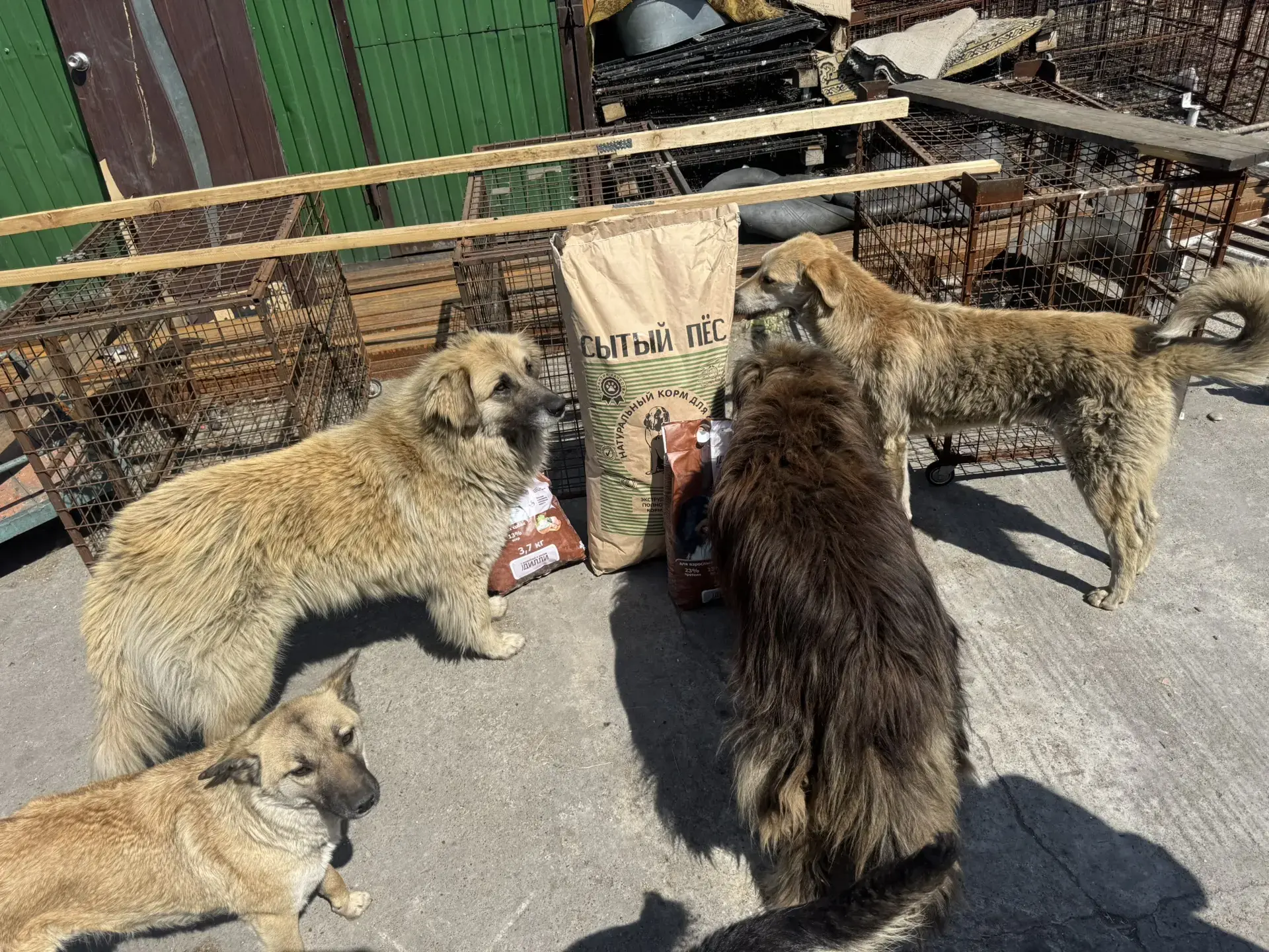 ☘День эколога в приютах: забота, корм и добрые дела

В День эколога, который ежегодно отмечается 5 и