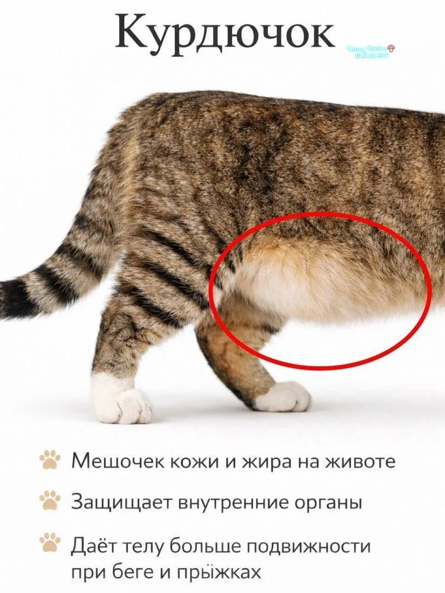 Не налез на торс купальник, не рыдай, не плачь, дружок!
Ты не жирный и не пухлый — это просто курдю