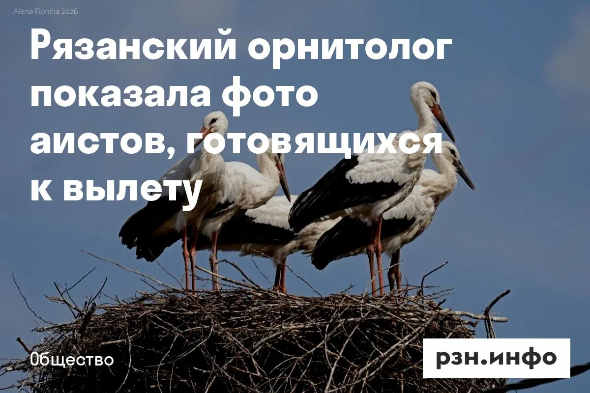 Рязанский орнитолог показала фото аистов, готовящихся к вылету
Об этом она написала в своих соцсетях