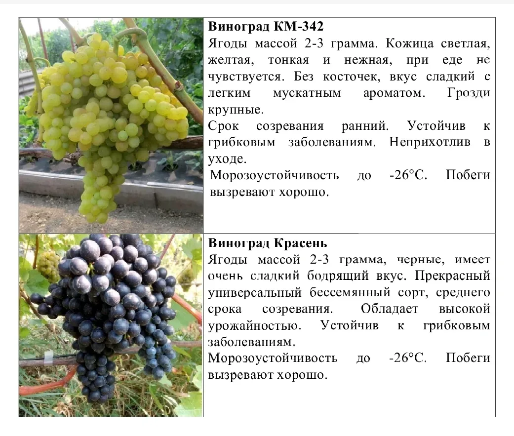 Для всех, кто ждал виноград: предлагаем 2 прекрасных сорта, урожайных,  с красивыми крупными гроздям