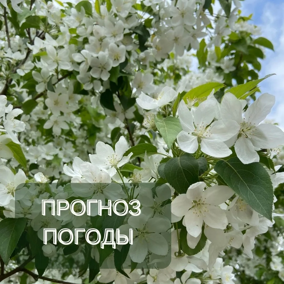 Прогноз погоды по Архангельской области на выходные дни и следующую неделю

В выходные дни 30-31 мая