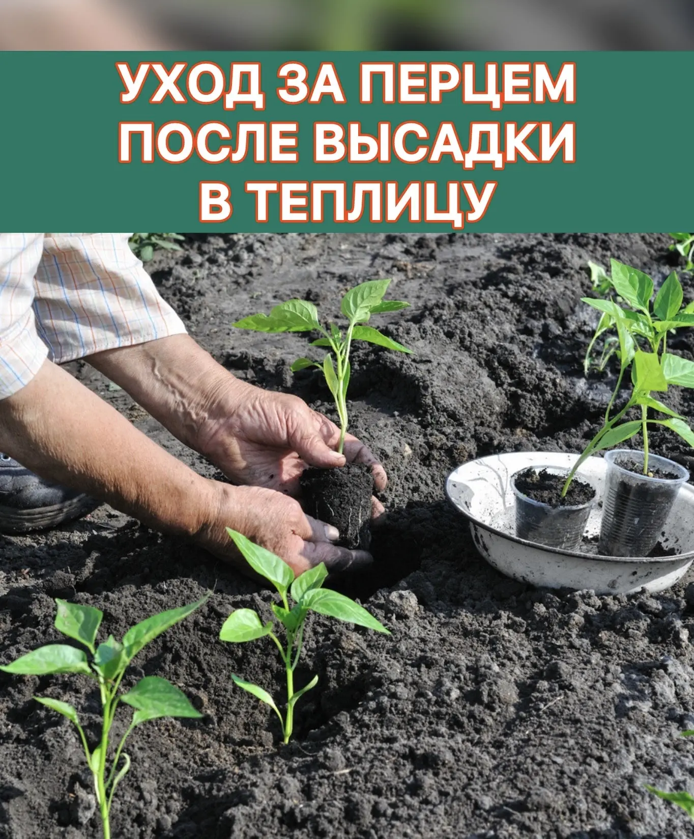 ▌ Секреты ухода за перцем после высадки в теплицу

Чтобы получить богатый урожай перца в теплице, ва