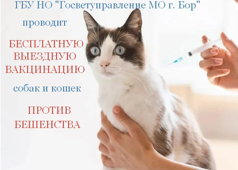 БЕСПЛАТНАЯ ВЫЕЗДНАЯ ВАКЦИНАЦИЯ ПРОТИВ БЕШЕНСТВА

ГБУ НО "Госветуправление МО г. Бор" проводит

БЕСПЛ