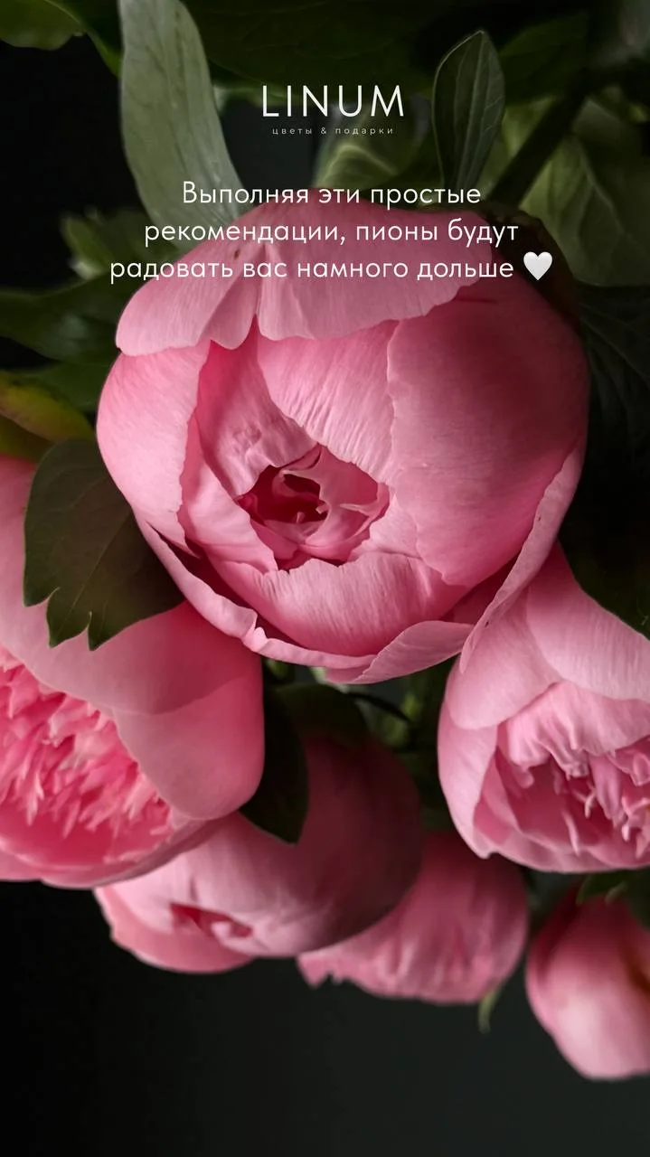Сезон пионов officially открыт 🌸

Те самые —
пышные
воздушные
с невероятным ароматом
и настроением 