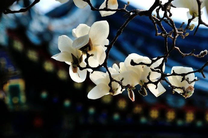 🧷 Идиома о «эксперте»

滥竽充数 [làn yú chōng shù] — Занять (пустующее) место в оркестре

Значение: гов