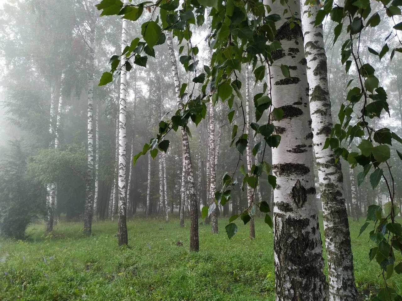 Туманное утро. 🌫️
