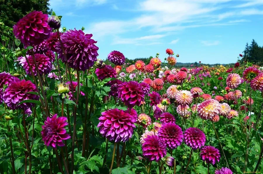 Георгины в июле: подкормка и формирование 🌸🌱

Георгины входят в силу и скоро порадуют первыми цвет