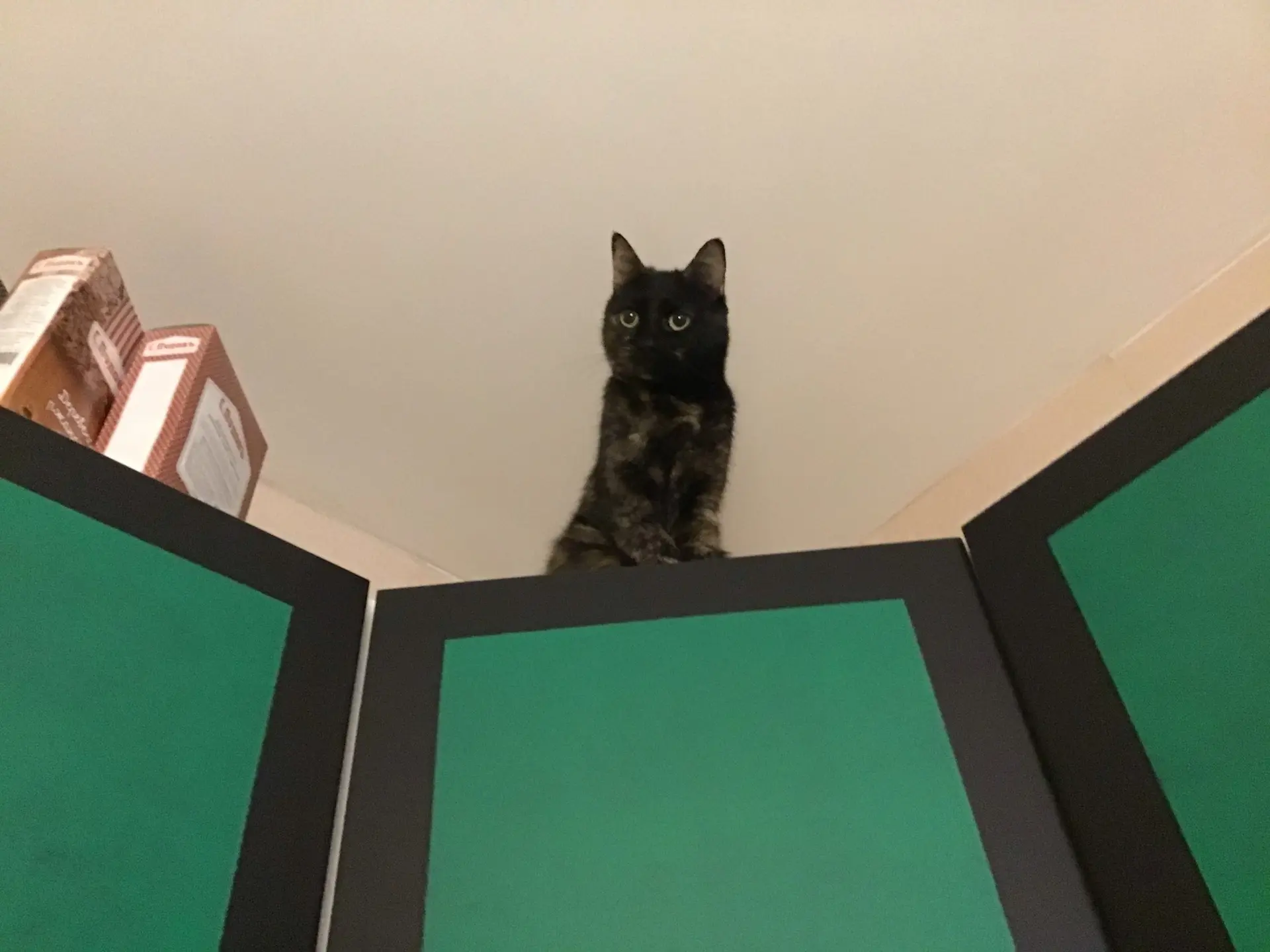Может ли котика забраться на шкаф?