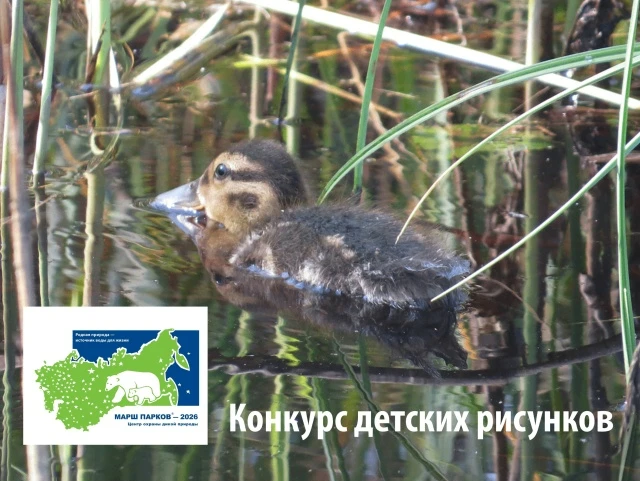 🌳🦫🦔Рдейский заповедник предлагает участникам изучить особенности верховых болот и их обитателей, 
