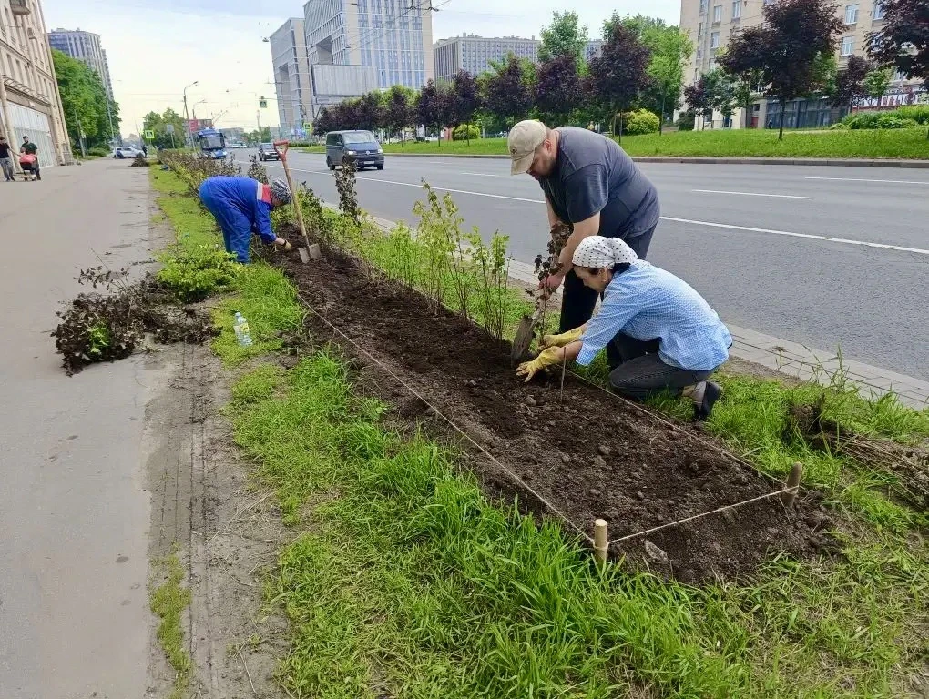 🌳 Наряду с цветочным оформлением территорий Московского района продолжаются работы по озеленению. 
