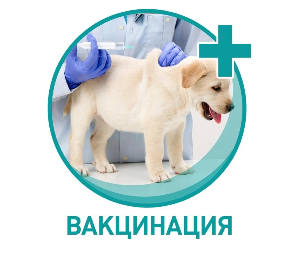 На сегодняшний день, вакцинация животных является одним единственным методом борьбы с опасными забол