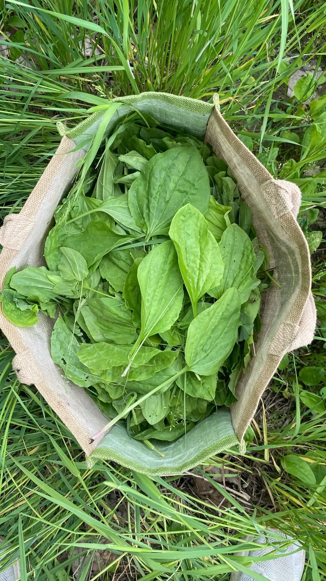 ЧЕМ ПОЛЕЗЕН ПОДОРОЖНИК❓

🍃Он быстро и хорошо снимает воспаление, заживляет и регенерирует ткани. По