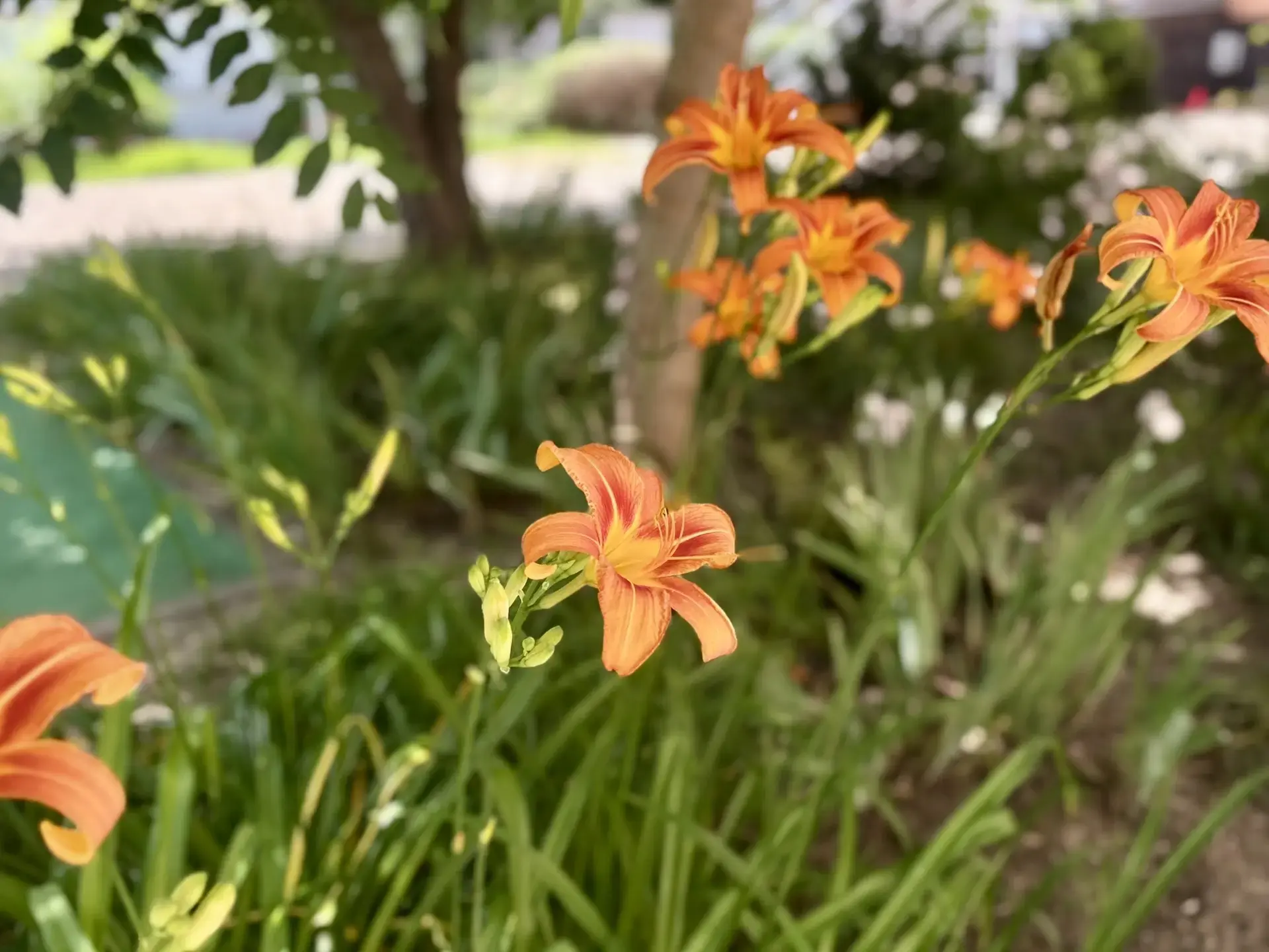 🌹🌸🌺🌷Наш детский сад – сад цветов и детства🌹🌸🌺🌷

🌺С приходом лета территория  нашего детског