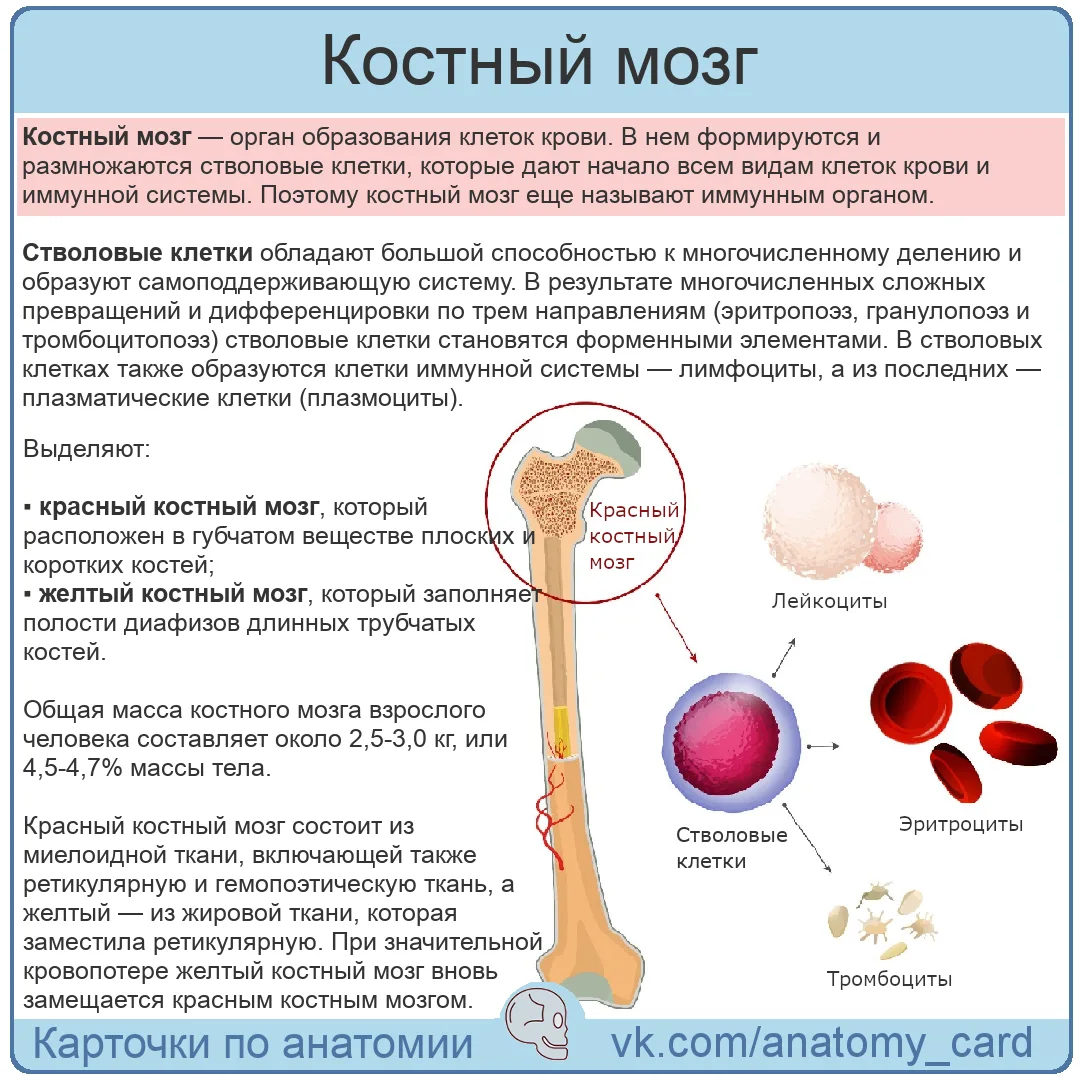 Костный мозг