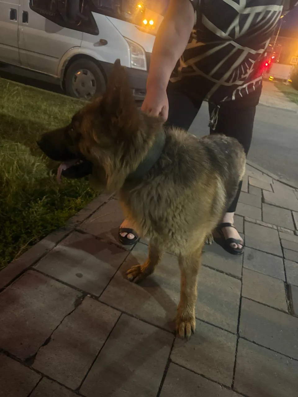 Срочно найдена собака Новая Самара 89171680846