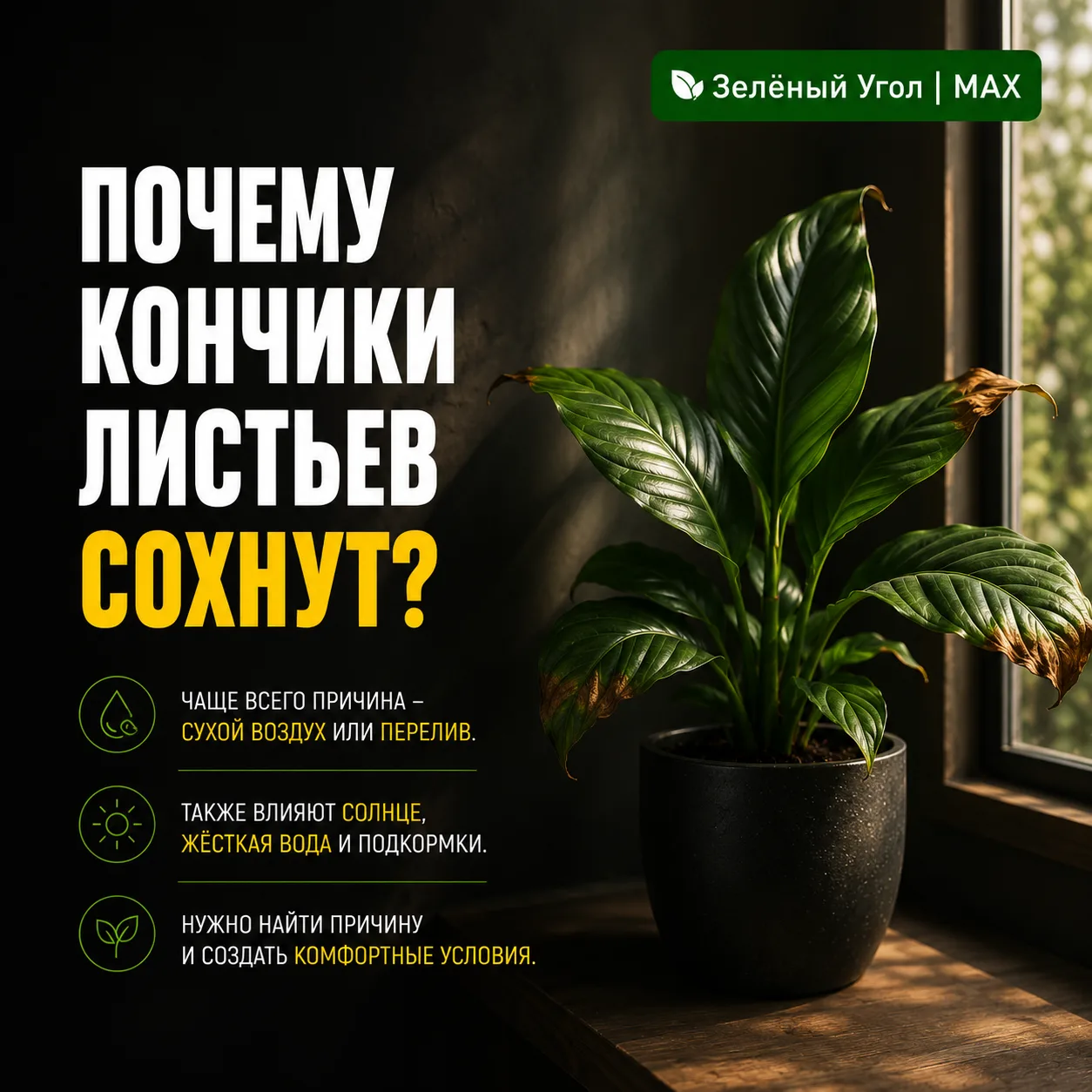 ПОЧЕМУ КОНЧИКИ ЛИСТЬЕВ СОХНУТ?
 
Растение не всегда просит воды.
 
Часто проблема совсем в другом.
 