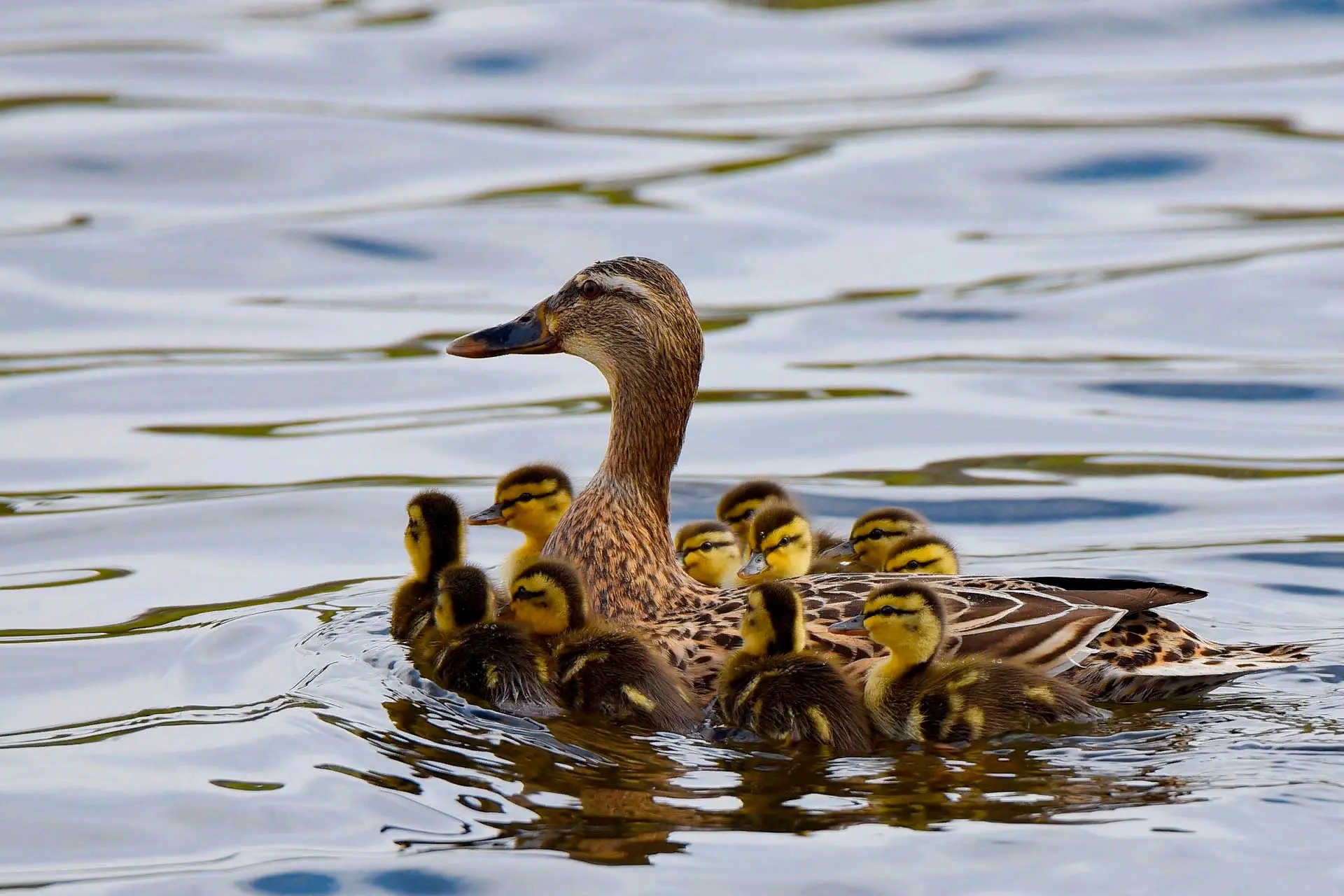 Если вы нашли утёнка — не спешите его забирать 🦆

В последние дни в наш Центр поступает много звонк
