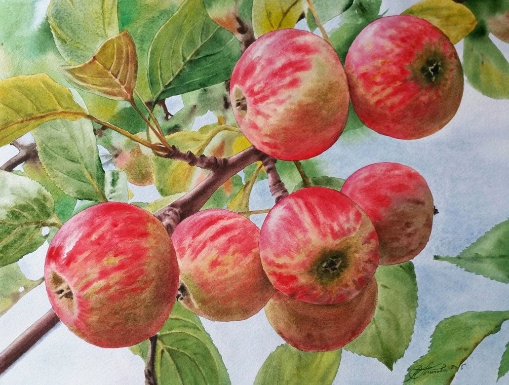 Акварельные яблоки Любови Титовой

Как вам? 🍎