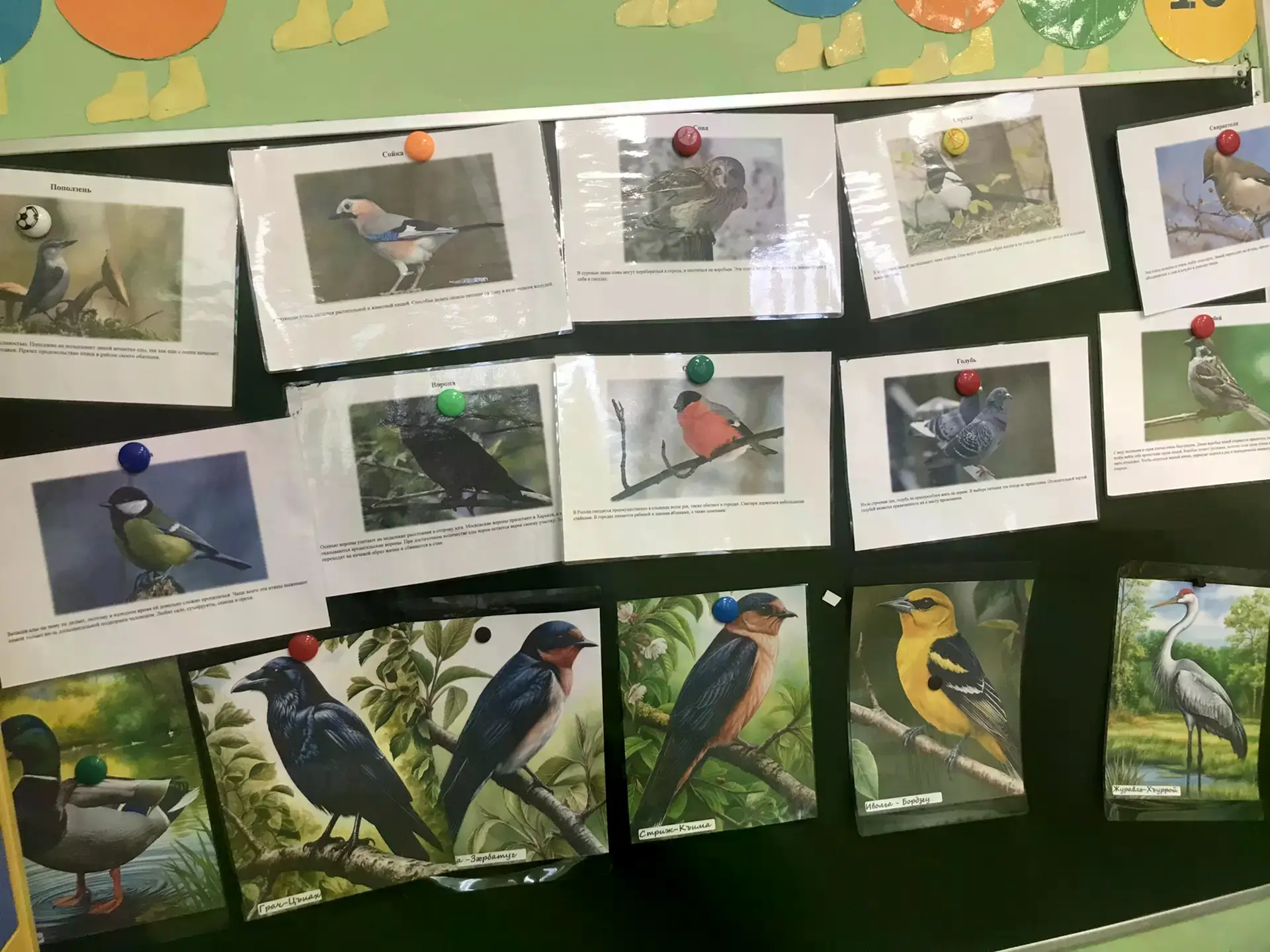 ✨    Краткосрочный проект в старшей группе «День птиц.»🐦🦅🦢

          Цель проекта:
- Формировани