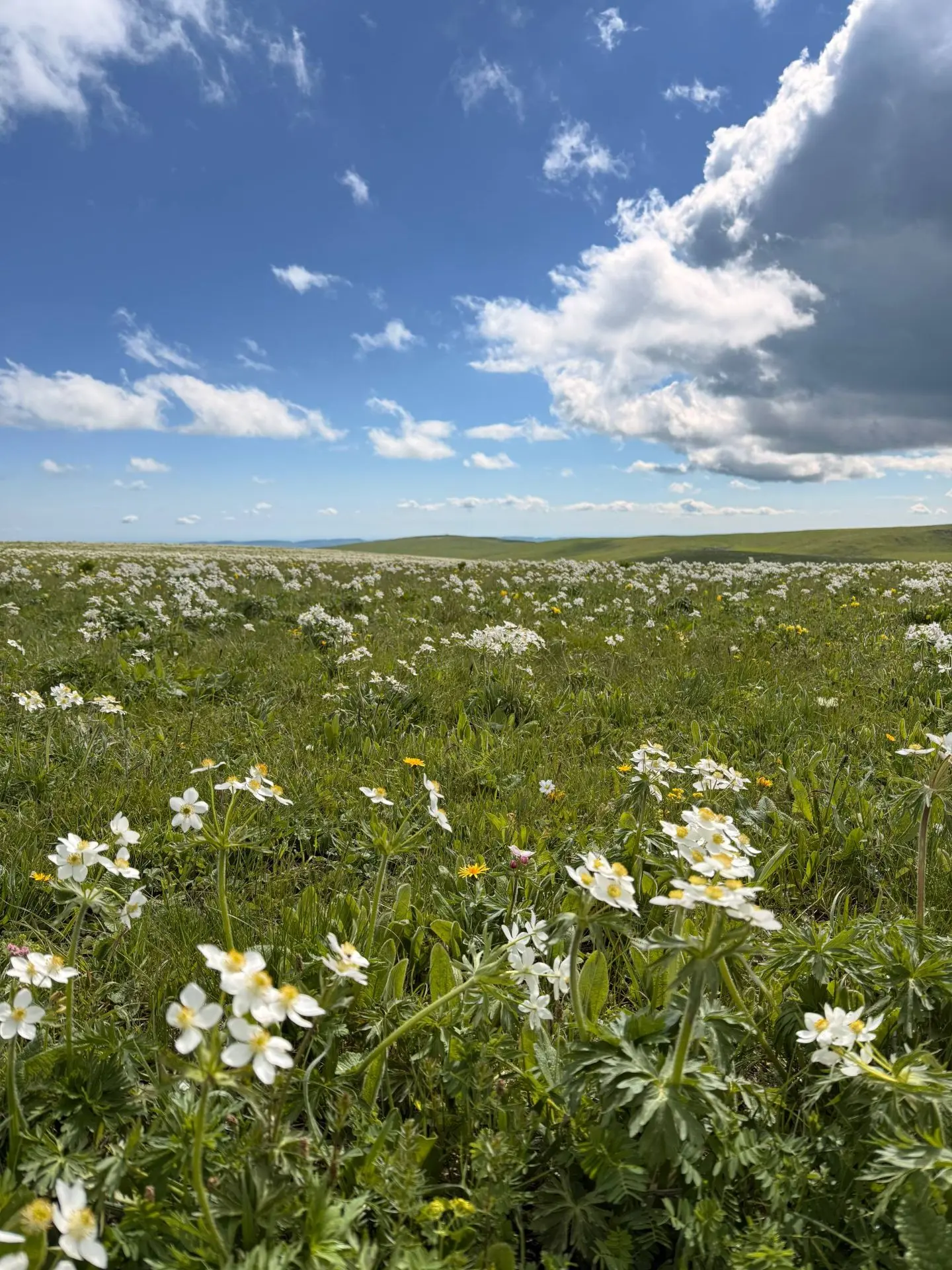 ☀️ На Кубань возвращается солнце!

После затяжных дождей жителей края ждет небольшая передышка. Сего