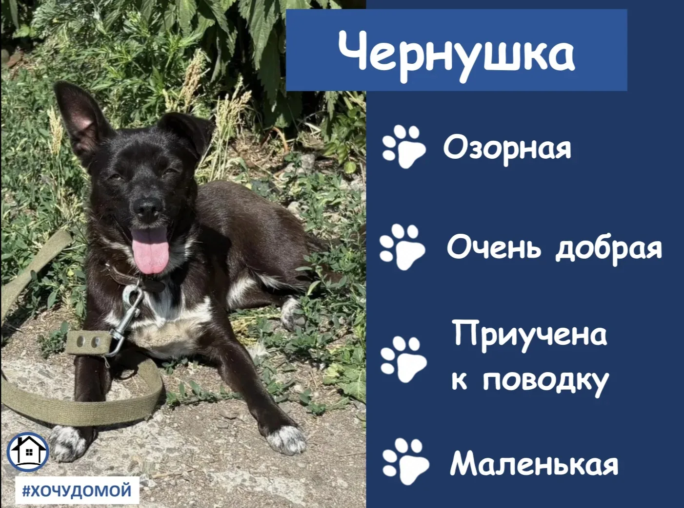 🐾 Новая героиня рубрики «Хочу домой» – Чернушка, подопечная боготольского Центра содержания бездомн
