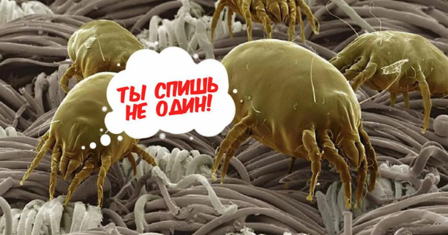 Химчистка мебели — это самый эффективный способ избавиться от пылевых клещей и продуктов их жизнедея