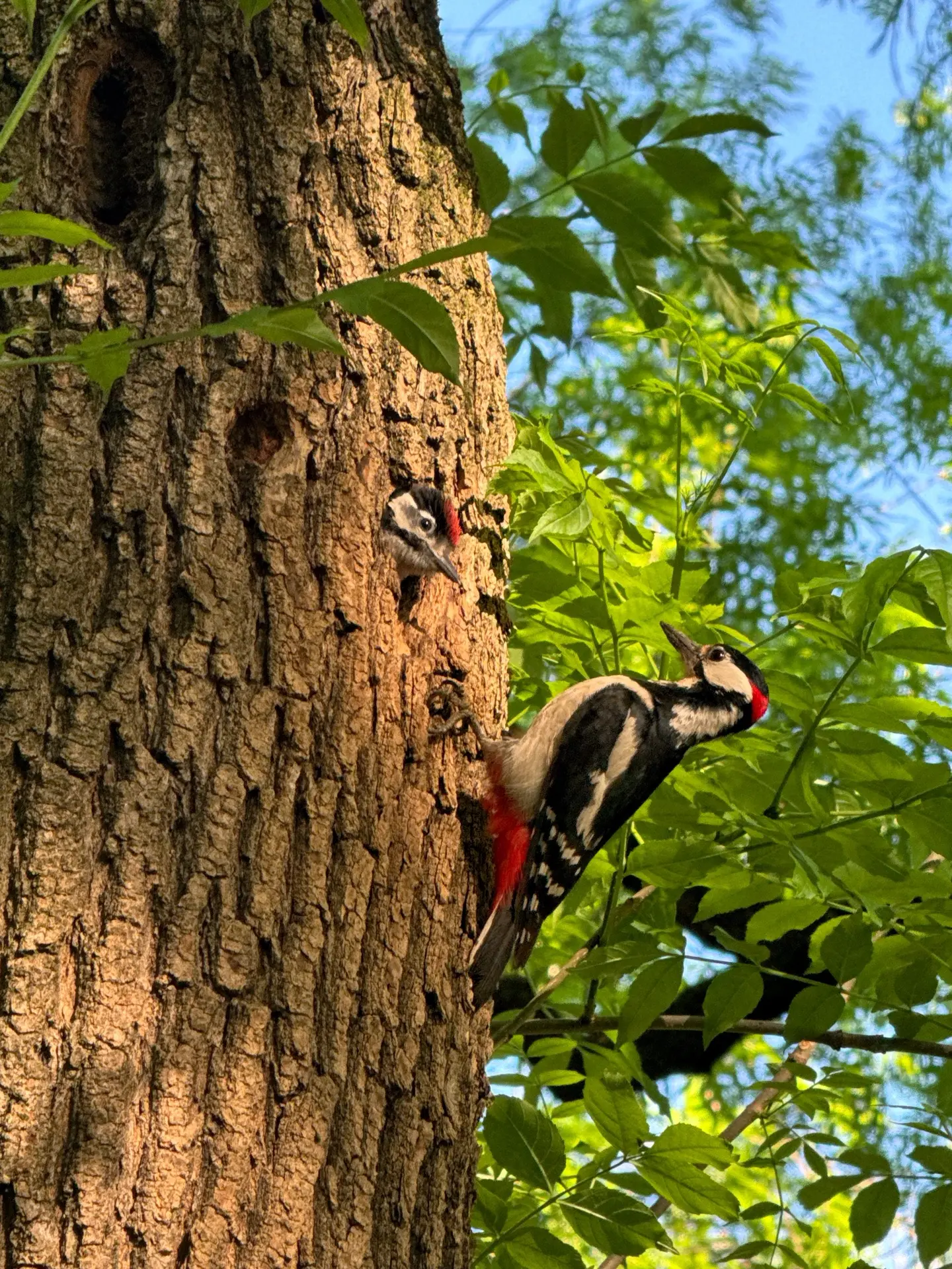 Семья 🐦🐧

Доброе утро, друзья ! 
Всем хорошего дня и позитивного настроения 

📸Фотограф Артём Мел