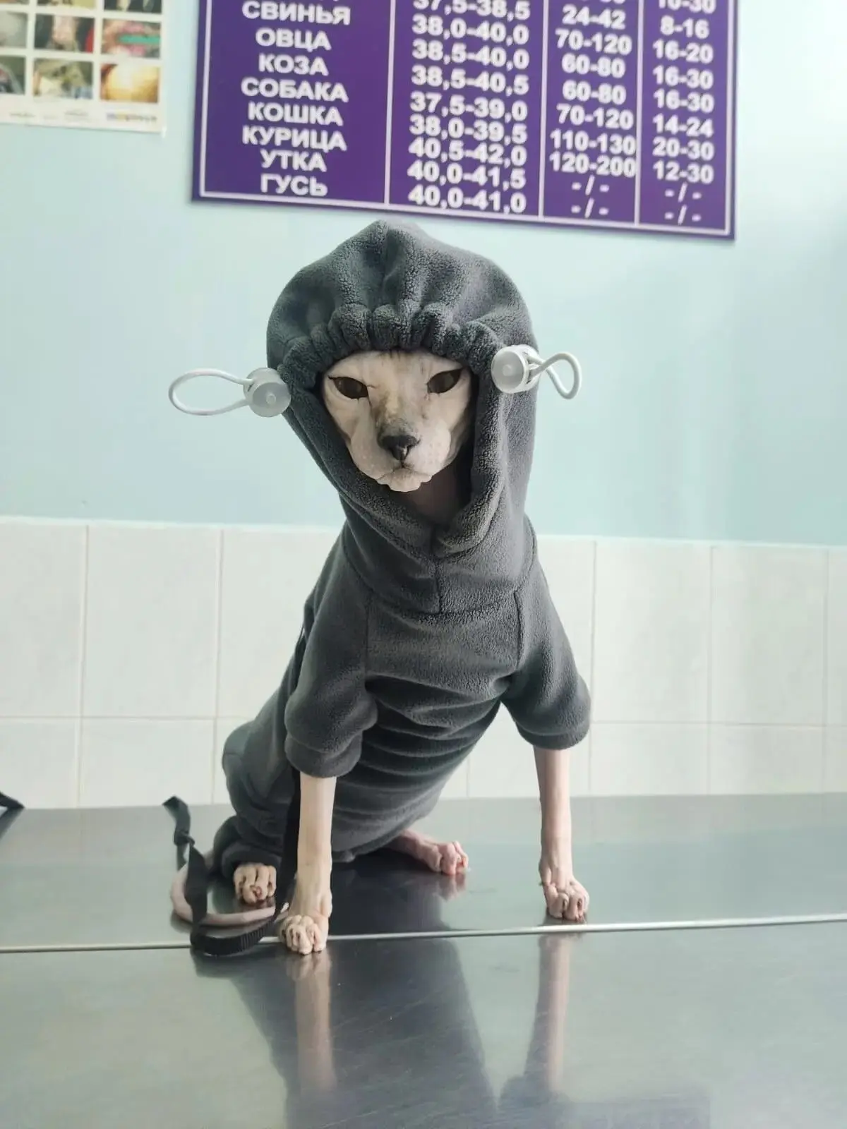 Кошка Изабелла проходит курс лечения от бактериального отита. Поэтому она знает, что в холодную пого