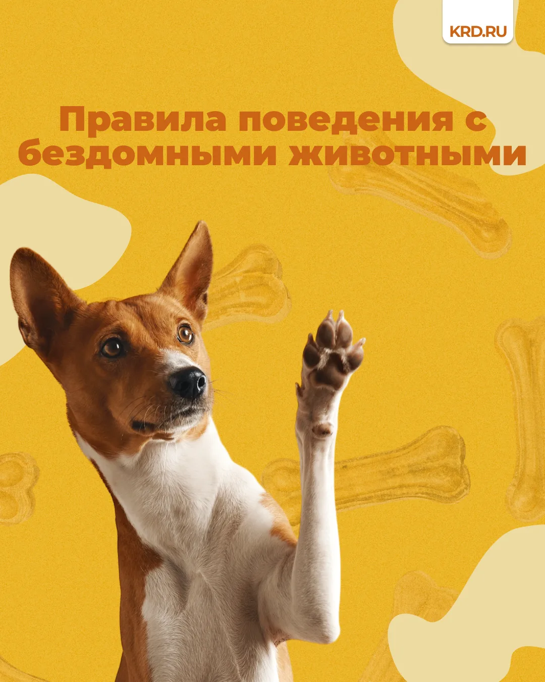 ПРАВИЛА ПОВЕДЕНИЯ С БЕЗДОМНЫМИ ЖИВОТНЫМИ
 
1. Избегайте контакта с бродячими животными:
·           